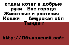 отдам котят в добрые руки - Все города Животные и растения » Кошки   . Амурская обл.,Тында г.